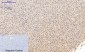 GSK3β (phospho Ser9) Polyclonal Antibody
